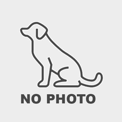 Stjumers VIP STJUMER'S IMPERIA &mdash; Labaza DogPedigree YorkshireTerrier